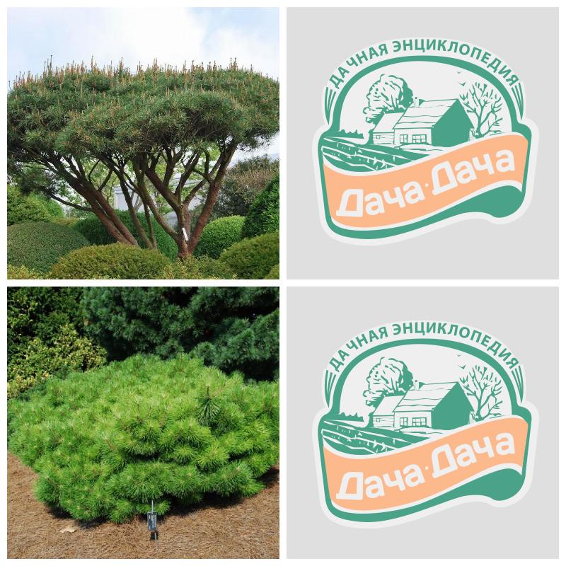 Купить сосну густоцветковую