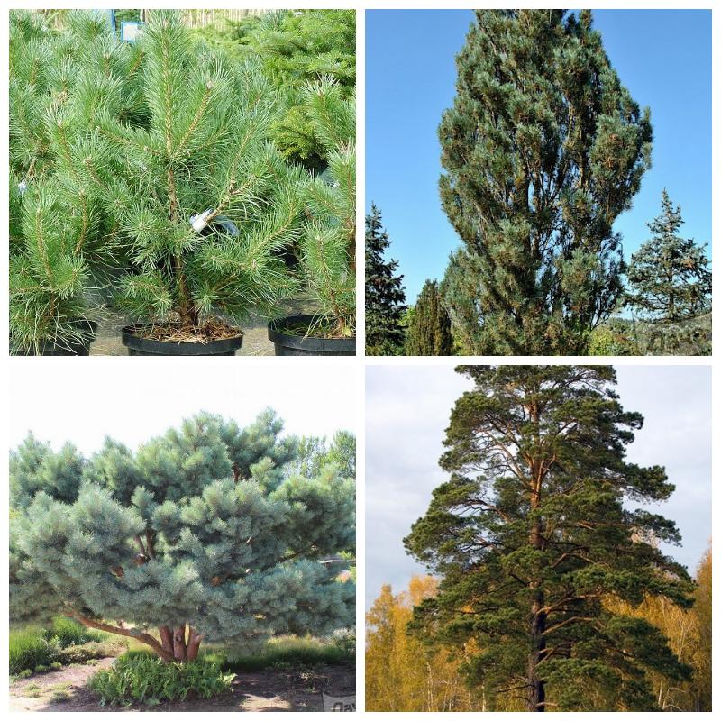 Купить сосну обыкновенную