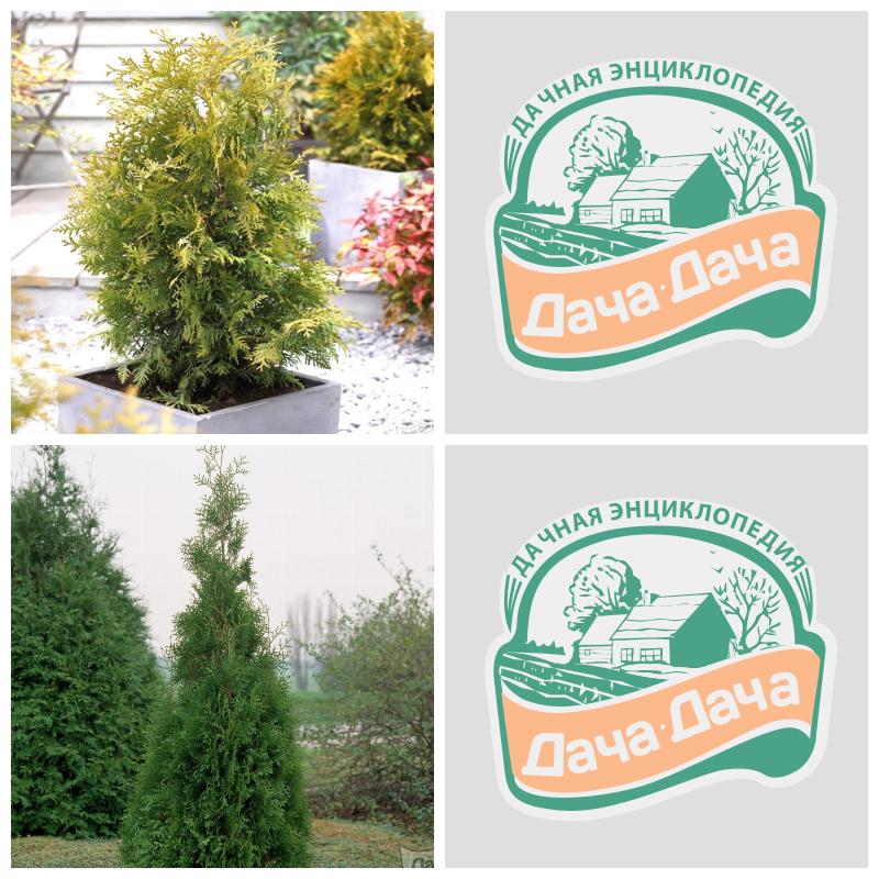 Купить тую Брабант