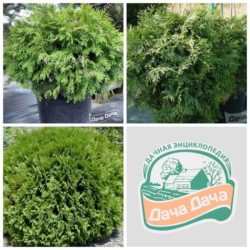 Купить тую Глобоза