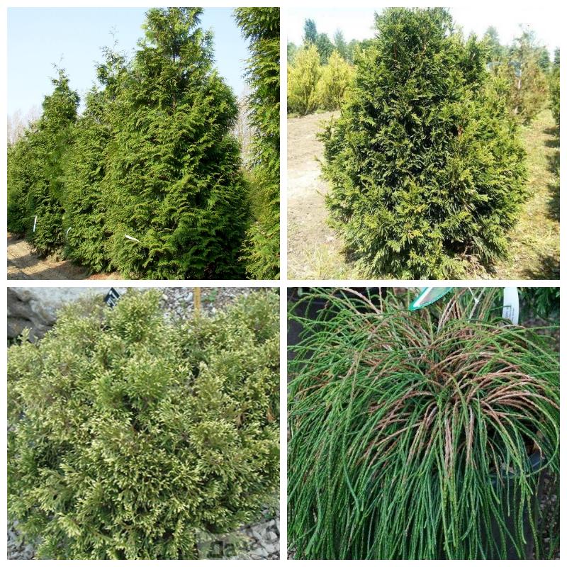 Тую складчатую