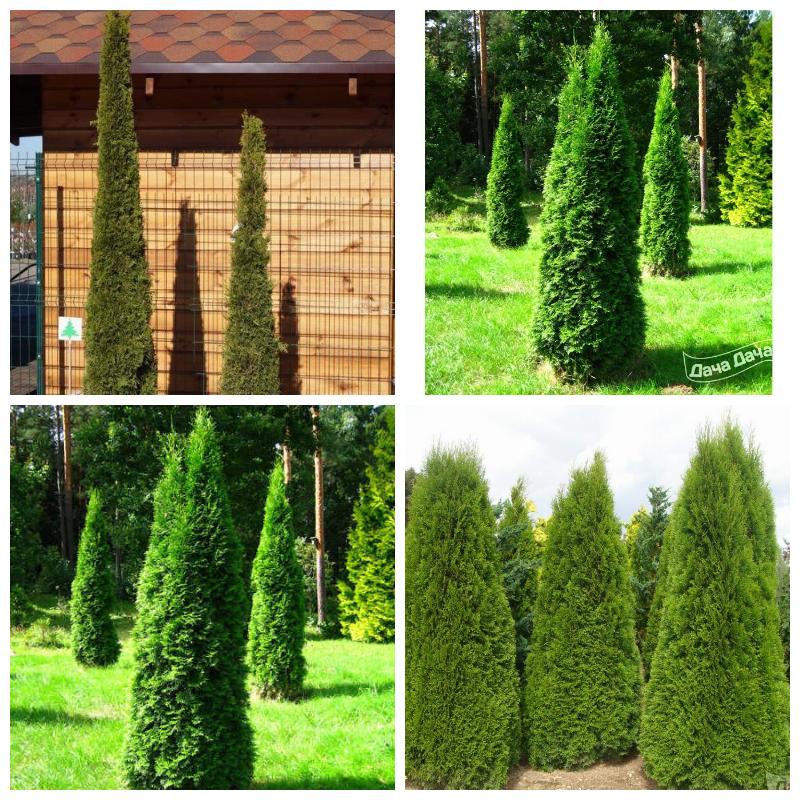 Купить саженцы туи Смарагд