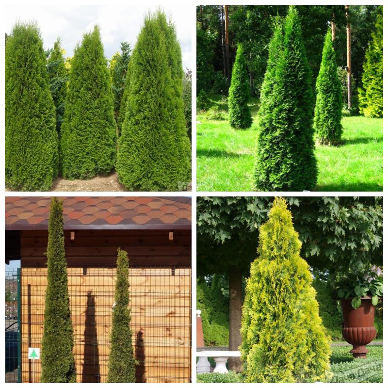 Купить тую Смарагд в Московской области