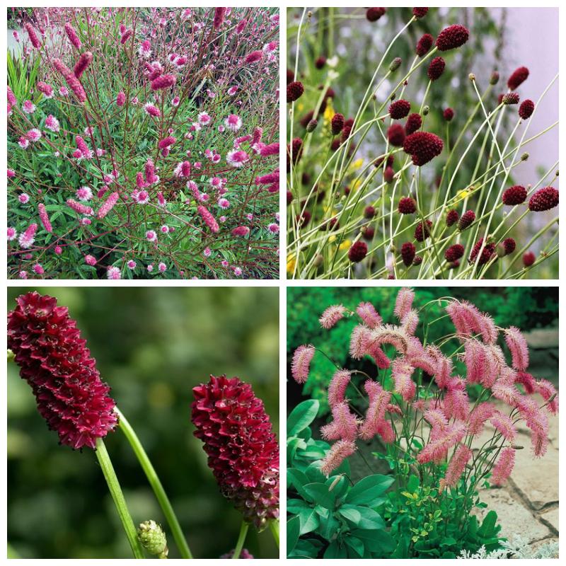 Саженцы кровохлебки