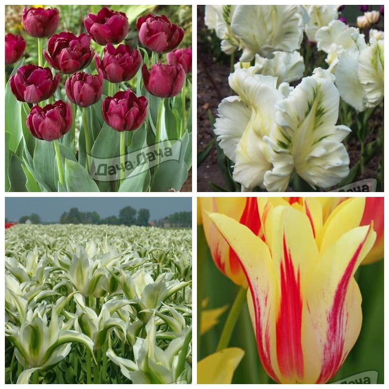 Купить тюльпаны оптом для выгонки