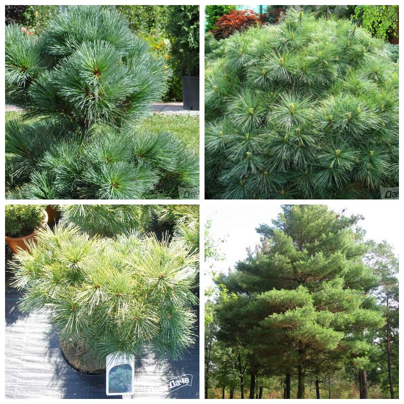 Купить Веймутову сосну