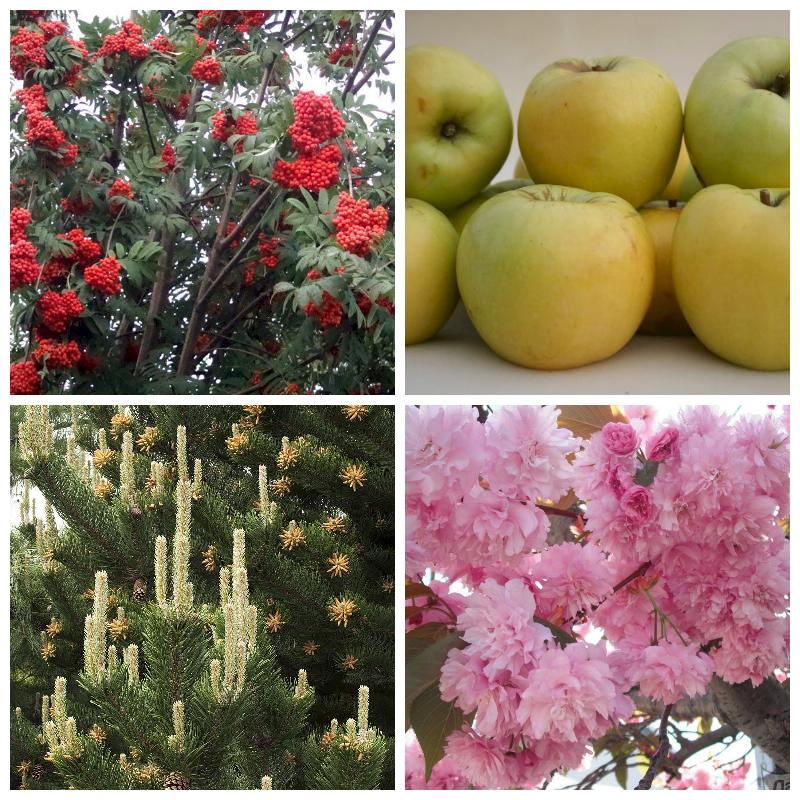 Саженцы деревьев