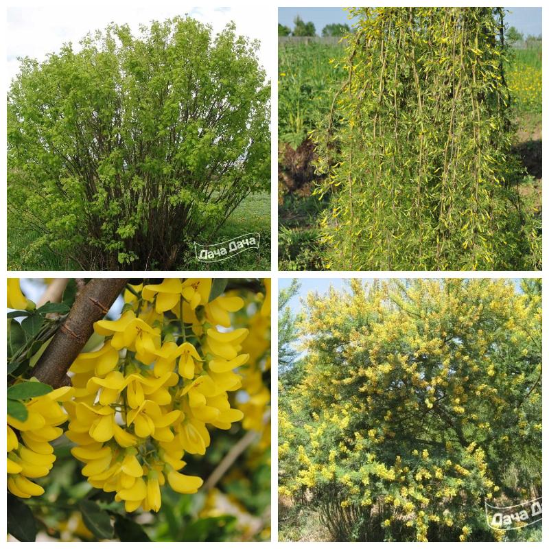 Купить желтую акацию