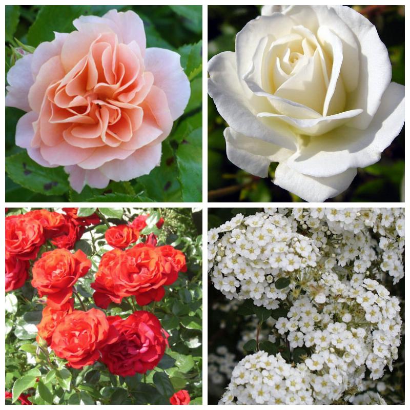 Купить зимостойкие розы (все сорта)