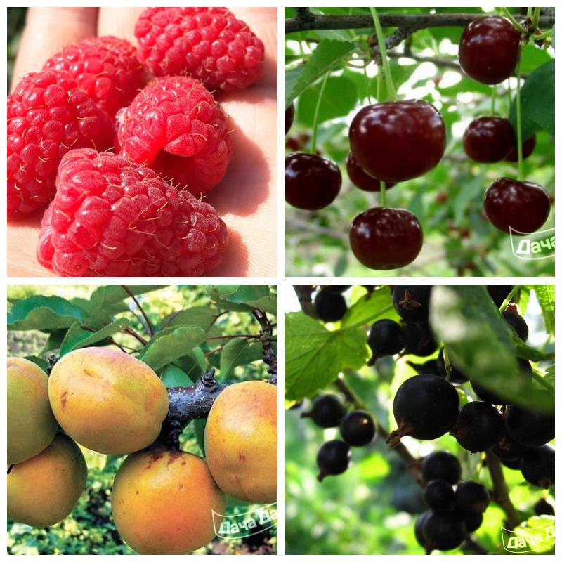 Плодовый сад