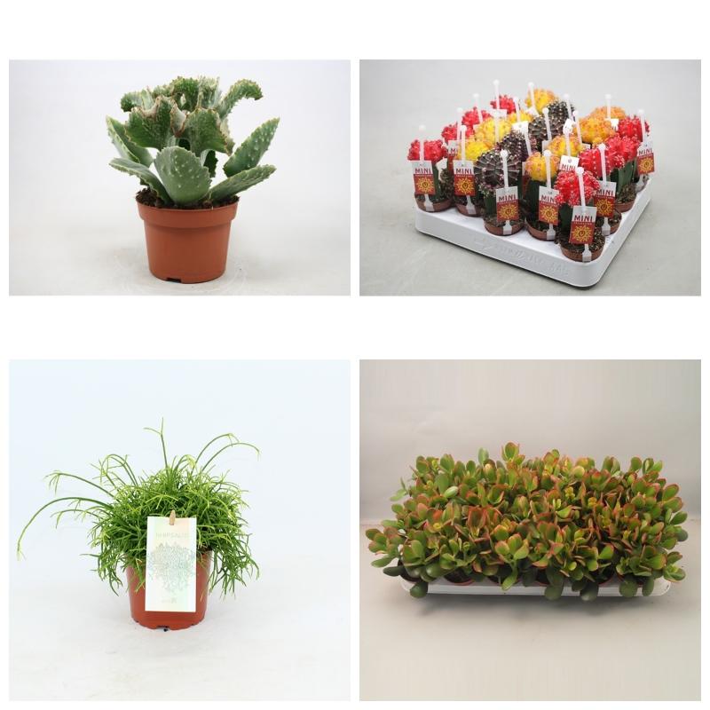 Суккуленты и кактусы