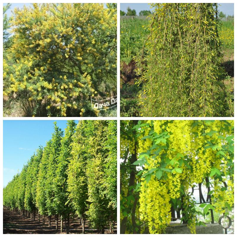 Выбрать акацию (все сорта)