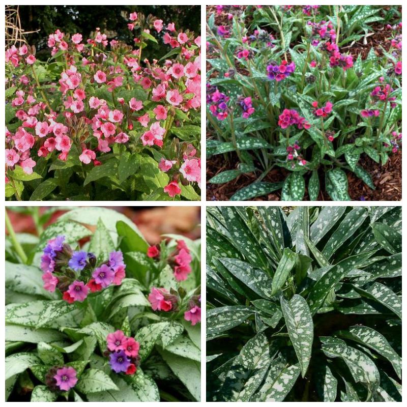 Траву медуницу