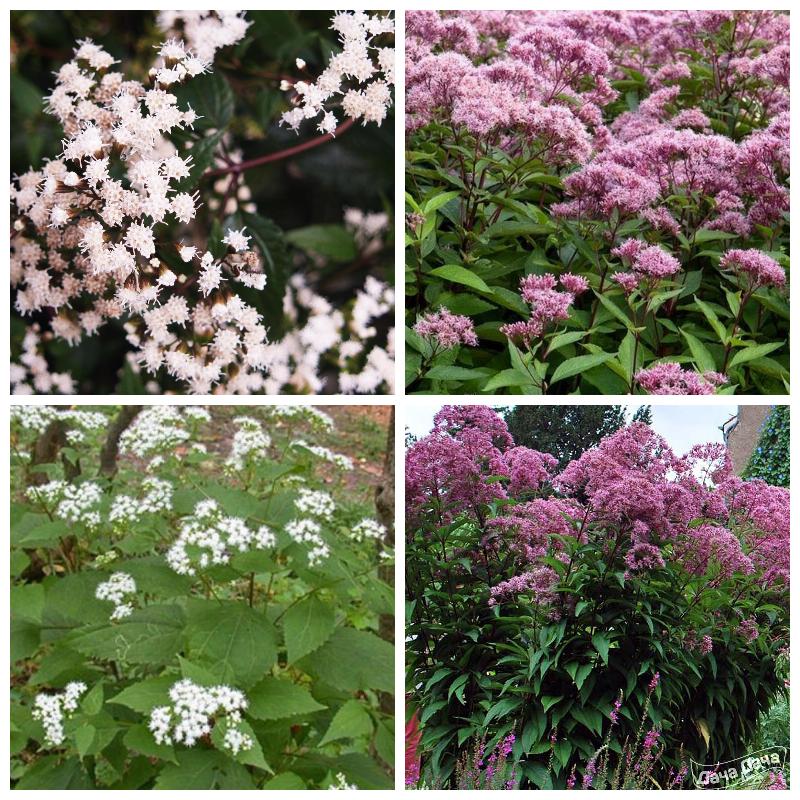 Купить саженцы посконника