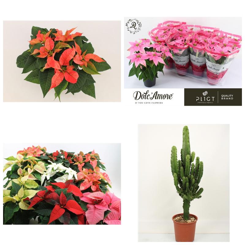 Купить молочай (все сорта)