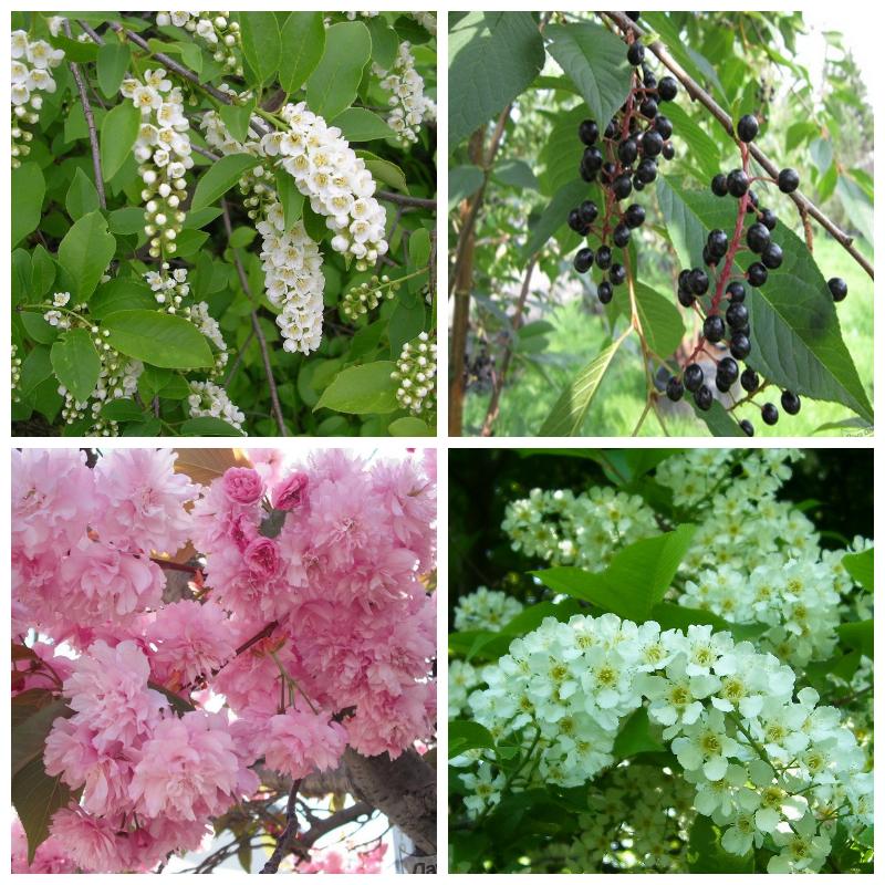 Выбрать лучшую черемуху (большой каталог, все сорта)