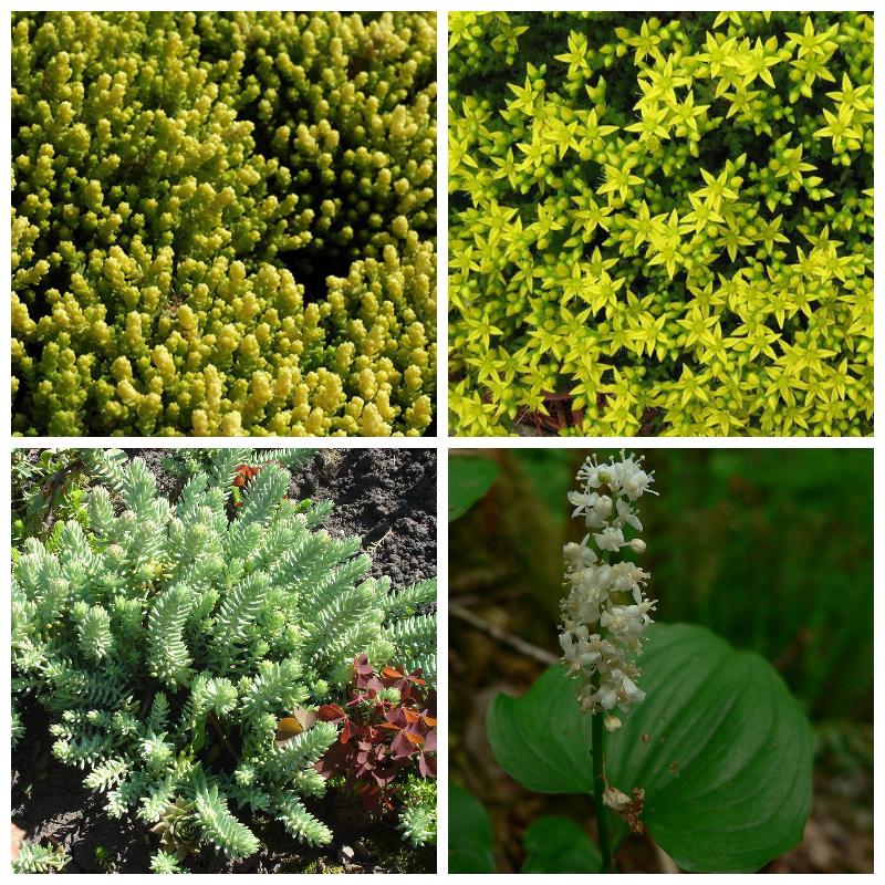 Купить цветущие почвопокровные растения