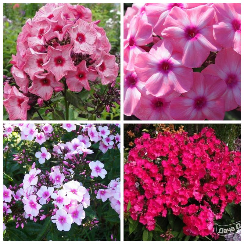 Выбрать флоксы (все сорта)