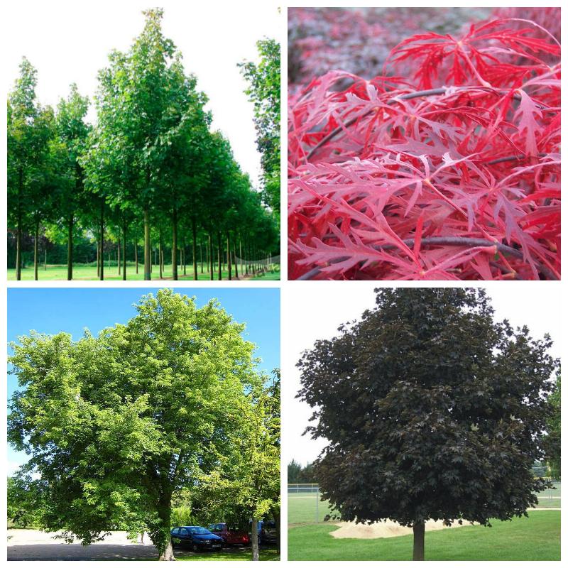 Выбрать клен (все сорта)