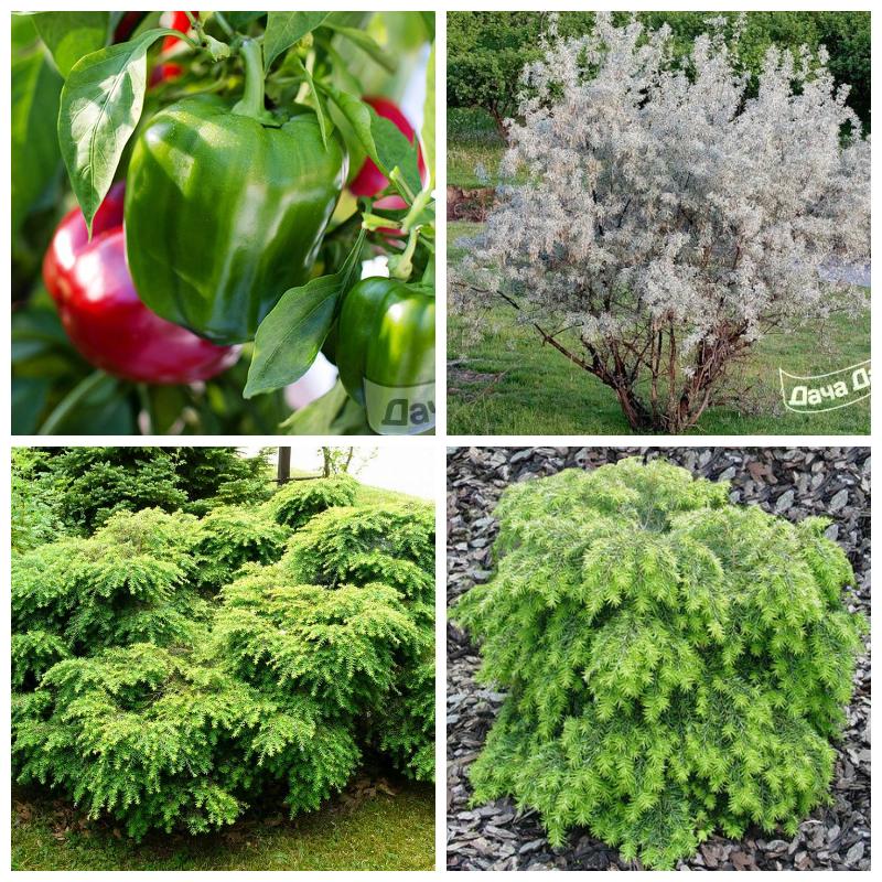 Выбрать лох (все сорта)