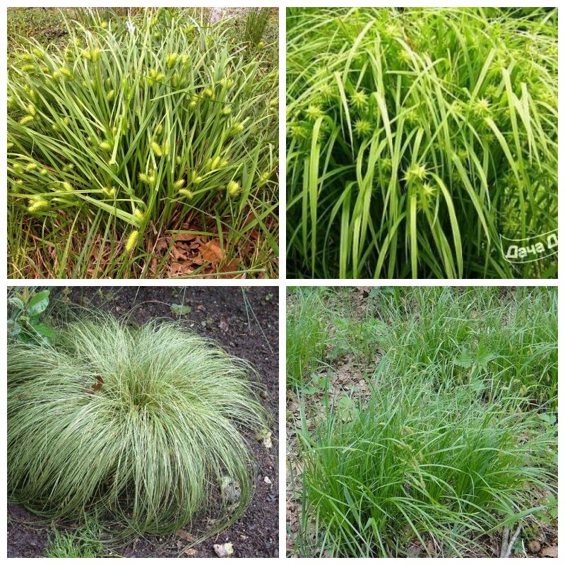 Выбрать осоку (все сорта)