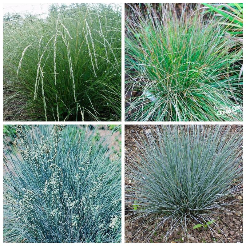 Выбрать овсяницу (все сорта)