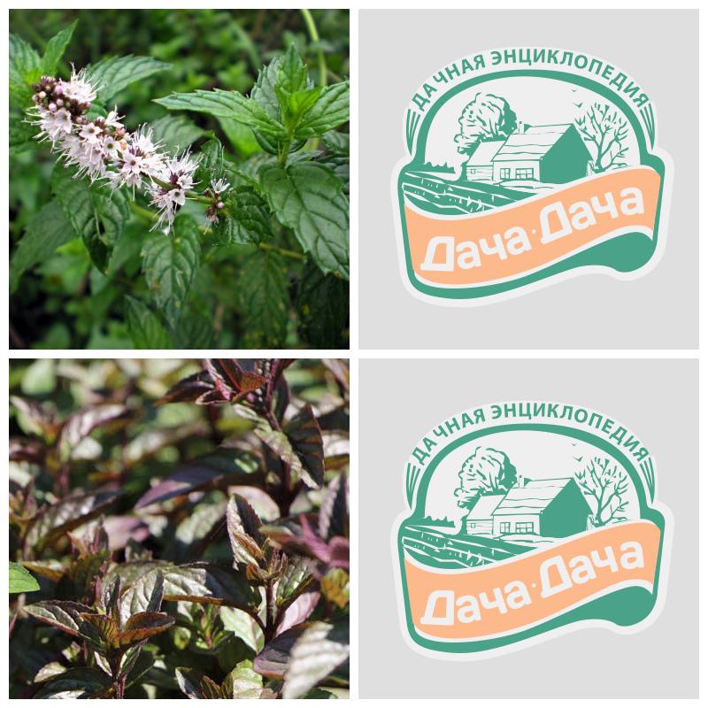 Купить перечную мяту