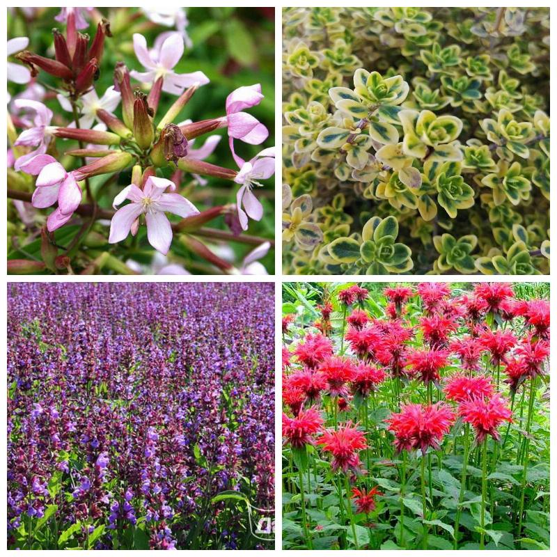 Купить лекарственные растения и травы