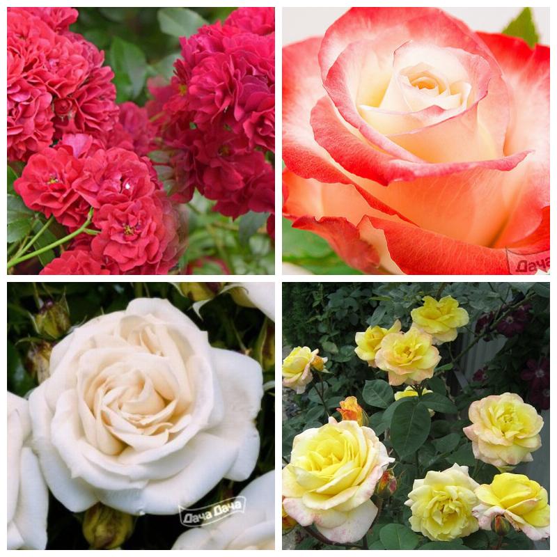 Выбрать лучшие сорта роз (большой каталог, все сорта)