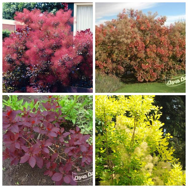 Выбрать скумпию (все сорта)