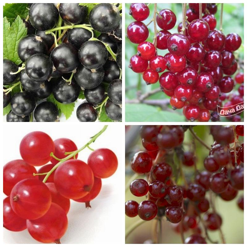 Выбрать лучшие сорта смородины (большой каталог, все сорта)