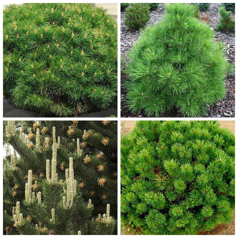 Выбрать сосну (все сорта)