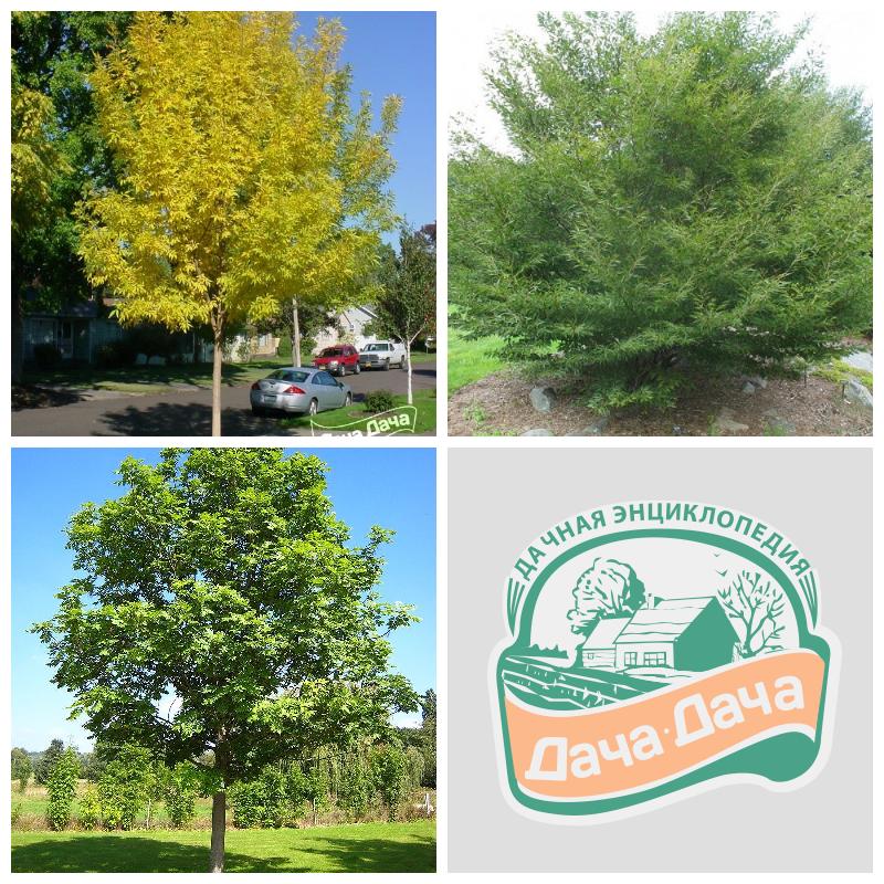 Купить саженцы ясеня (все сорта)