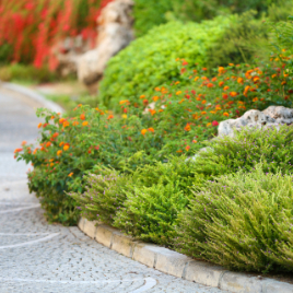 Односторонний миксбордер