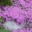 Цветочный миксбордер