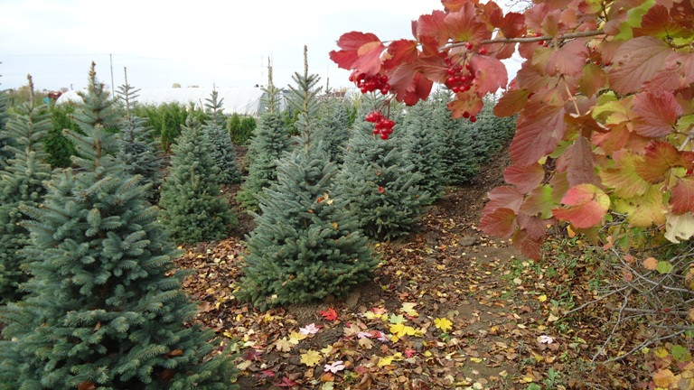 Современный декоративный питомник