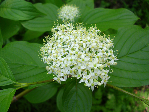 kust deren bel 500x375