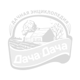 Флокс шиловидный Мойерхейми (Moerheimii)