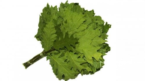 klenovyj