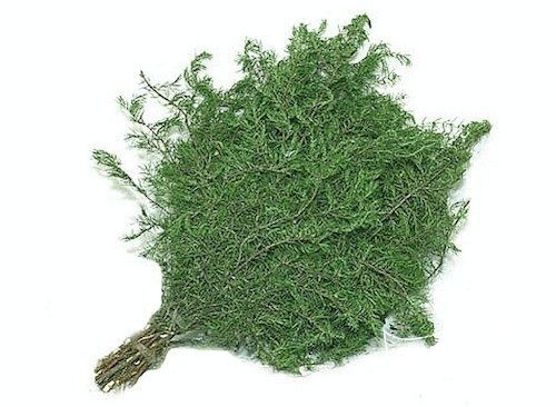 mozhzhevelnik