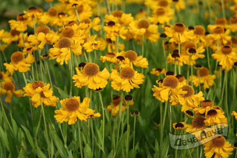 Гелениум гибридный Зе Бишоп