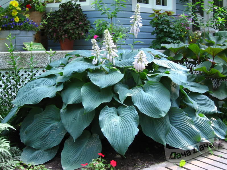 Хоста Биг Дэдди