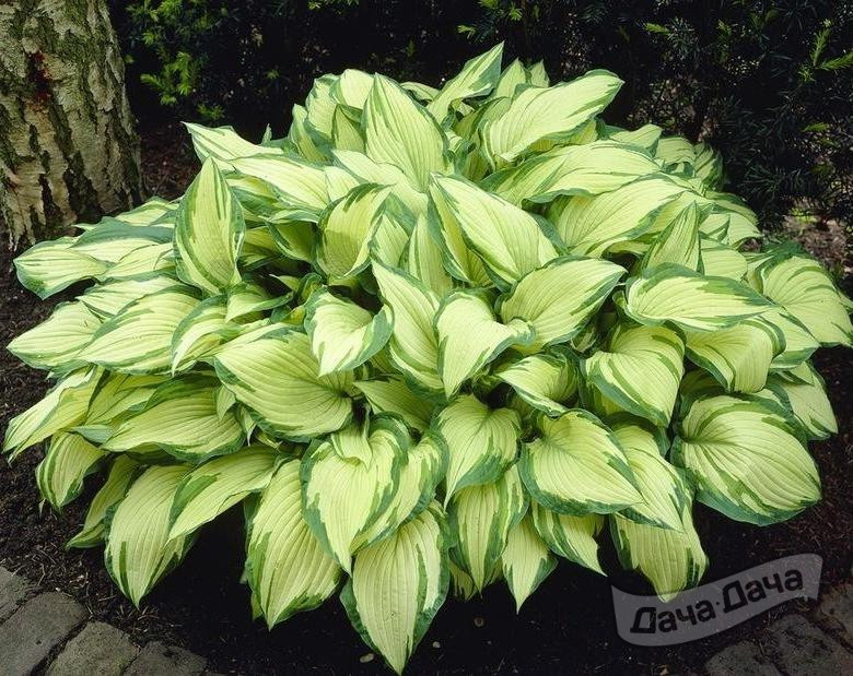 Хоста форчуна Альбопикта