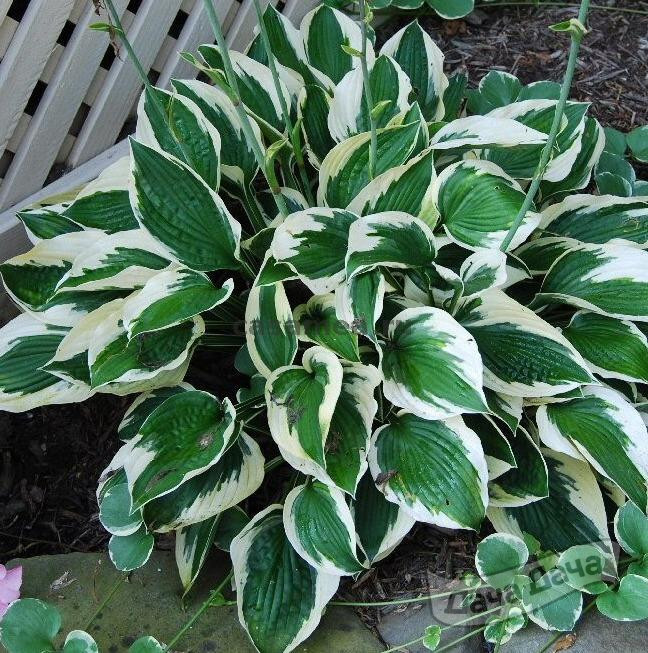 Хоста Форчуна Патриот