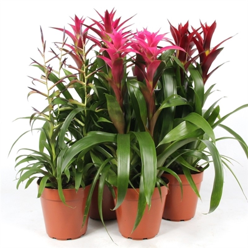 Bromelia de sapato цветок фото