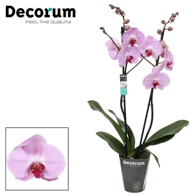 Орхидея Сакраменто описание сорта характеристики посадка и выращивание отзывы