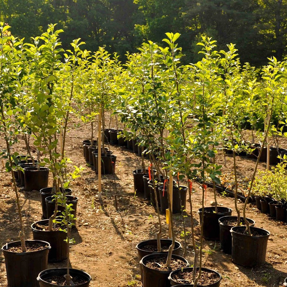 Пушкинский питомник