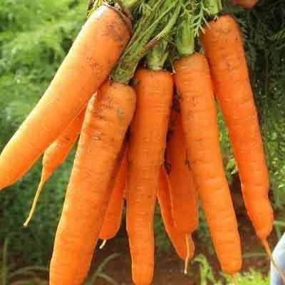 Семена Морковь на ленте Несравненная Аэлита
