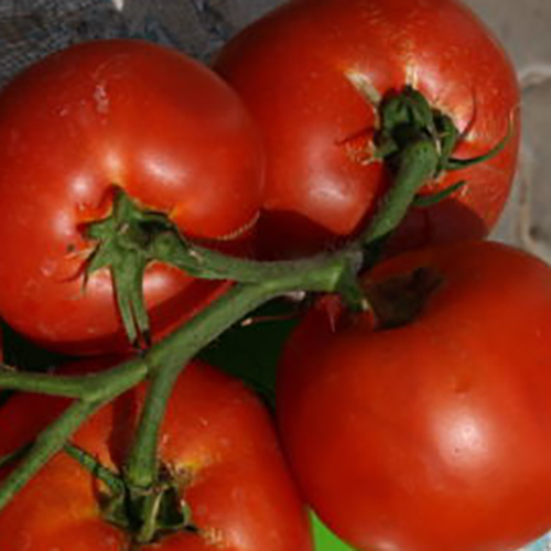 Семена томат Лакомка, Аэлита