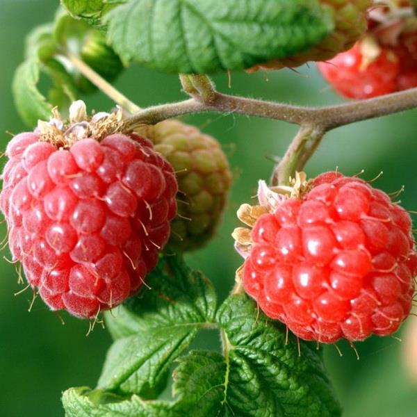 Купить Малина ремонтантная Карамелька - описание сорта, фото, саженцы ...